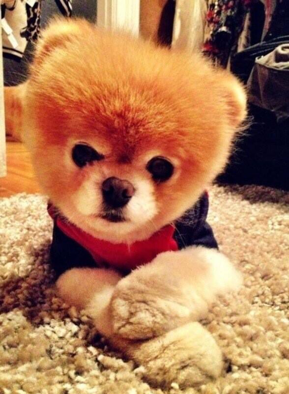 xFluffyBoo tweet picture