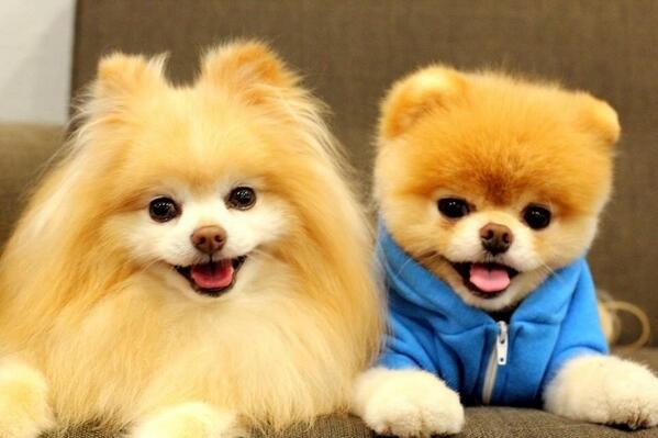 xFluffyBoo tweet picture