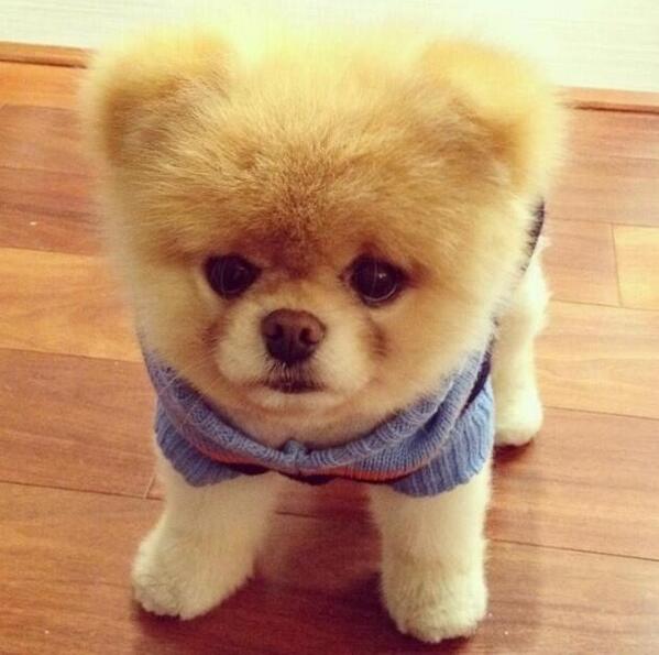 xFluffyBoo tweet picture