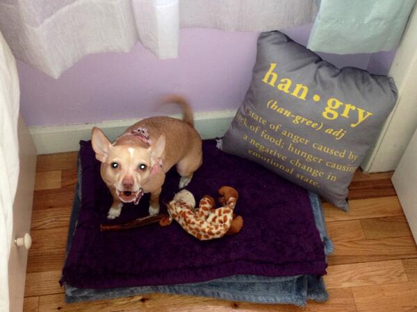 TiffyAmberWolf's tweet photo. Thanks to uncle @joshua1st, I have a new nap area! xx http://t.co/WVVSrV789d