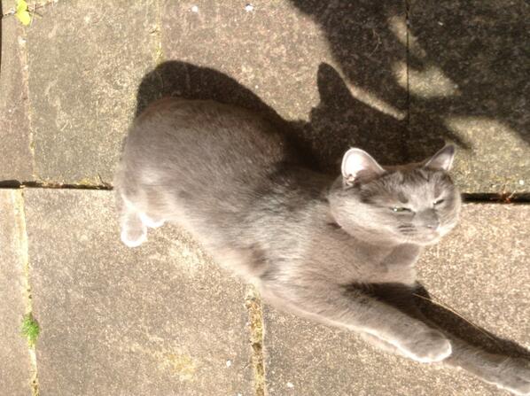 Dannii Parker (@danniiwarren) on Twitter photo Suki enjoying the sun #CuteCats Suki enjoying the sun #CuteCats