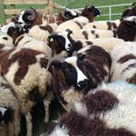 Photo by Dunmore Farm (@DunmoreFarm)