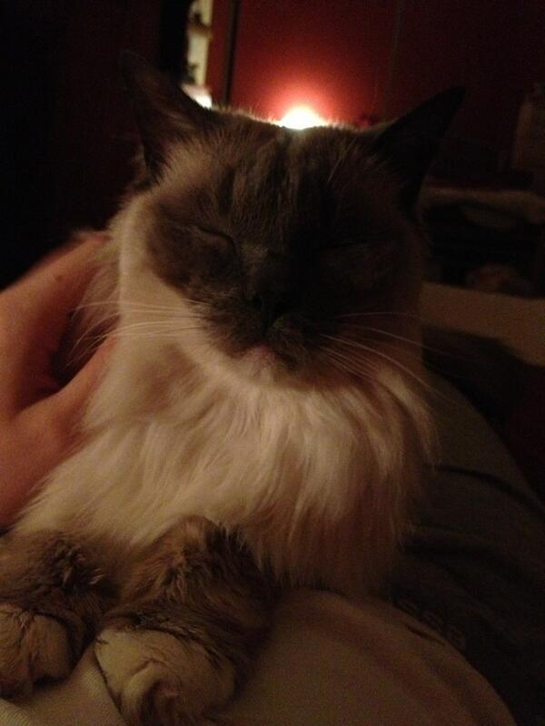 Can't lie down without a visitor!! #ragdoll #cute #tired