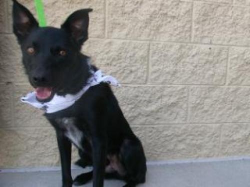 Jack needs a Home! #DoggyRescue