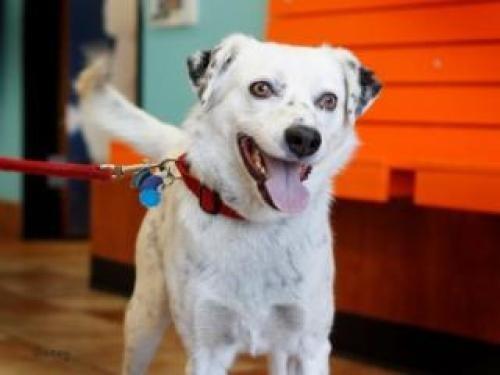 Tod Buddy needs a Home! #DoggyRescue