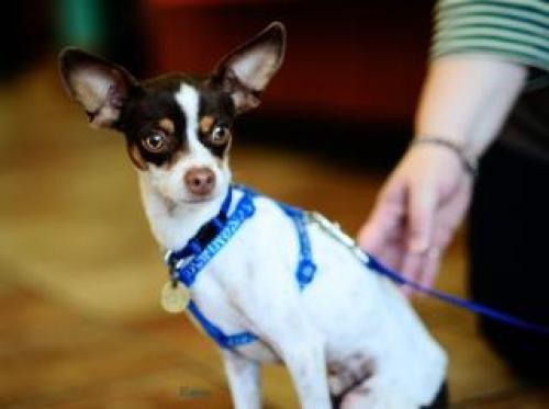 Badger needs a Home! #DoggyRescue