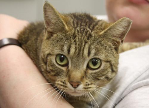 Sookie needs a Home! #KittyRescue