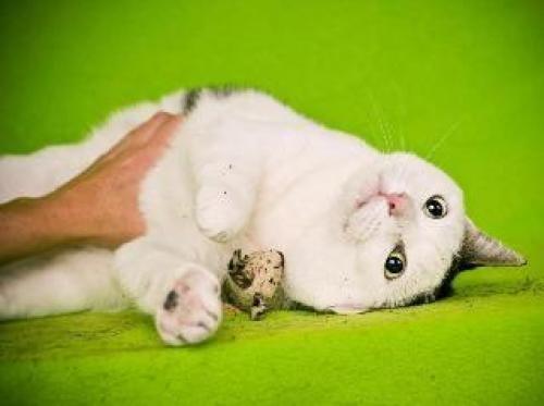 Ralphie needs a Home! #KittyRescue