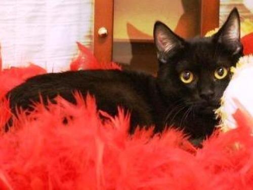 Cole needs a Home! #KittyRescue