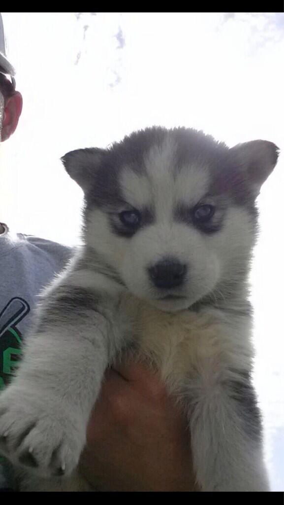 c_demas's tweet photo. My new baby!! She is so adorable!! http://t.co/fJd3phUFGp
