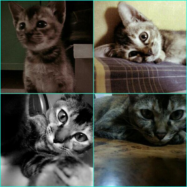 kiddypurr's tweet photo. #whatpubertydidtome http://t.co/KkR0VcIVNw