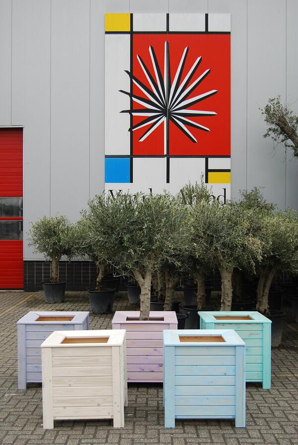 Vanaf heden weer prachtige Olijven beschikbaar. Met of zonder houten bak.