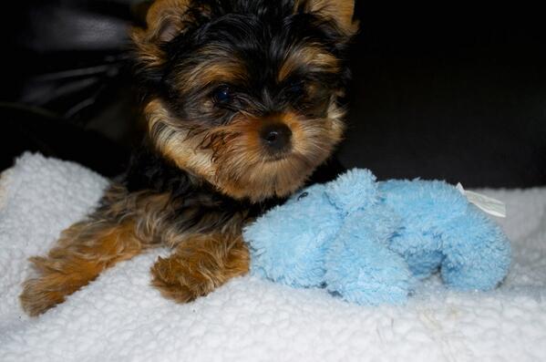 Embedded image permalink