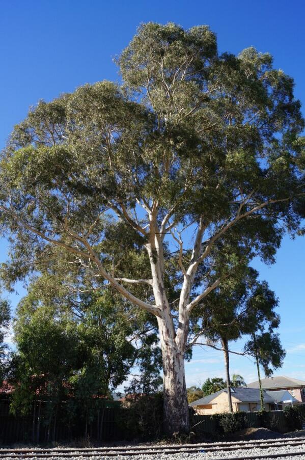 bray_mj's tweet photo. @SaveAdelTrees will this tree be under threat which is next to woodlands park station http://t.co/CZfcUa3UKY
