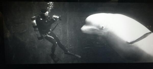 geniusoh's tweet photo. 벨루가를 수중촬영하는 내 모습. 한화 아쿠아리움 여수. 귀여워요. http://t.co/jHsPxAbNLy