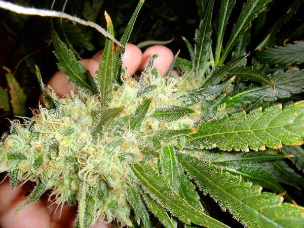 smokesumnbetch's tweet image. #greenthumb #Hydroponics #project