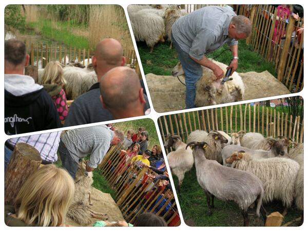 Het scheren van de schapen gebeurde onder grote belangstelling