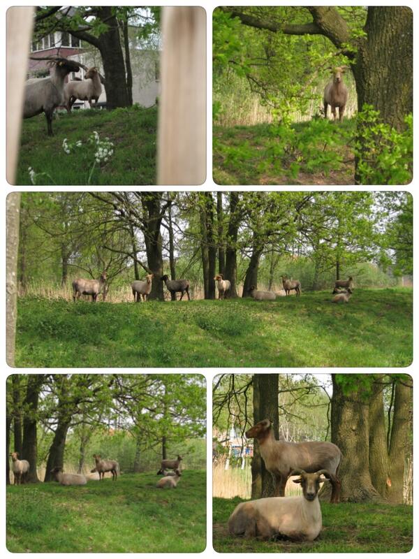 Uiteindelijk liepen de Drentse heideschapen een stuk lichter over de Liniedijk