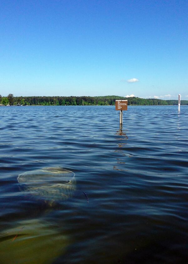 HonuStandUp's tweet photo. Toona nearly 8 feet above full pool makes for some fun navigating http://t.co/EUP7NLuARd