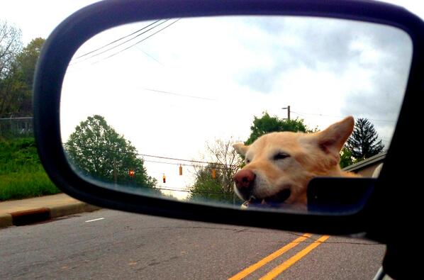 rwinger's tweet image. Ear wings!