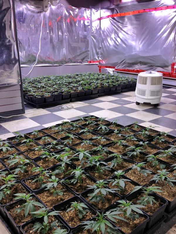 unioncannabisco's tweet photo. 1st veg room! SO MANY ROOMS! So many Filming possibilities #POWERFUL @joerogan @JoeRoganExp http://t.co/SjwyT2deUk