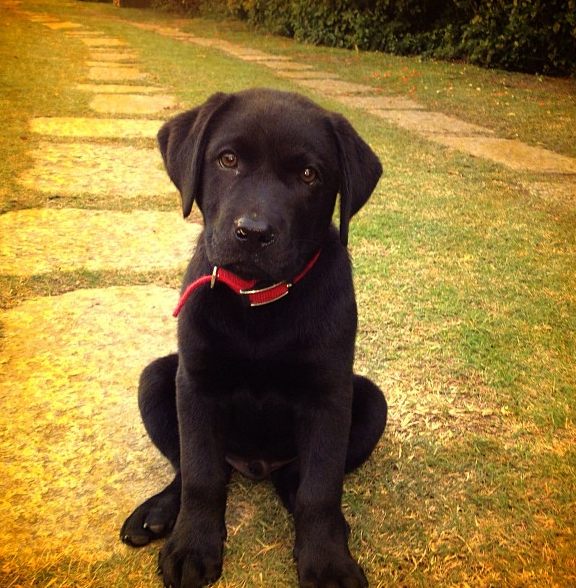 PituInciarte's tweet photo. Se perdió hoy por Carrasco labrador negro con collar rojo.  Si lo ven avisen a @faustialonso 094 47 77 72! GRACIAS http://t.co/AgI9LIkcRi