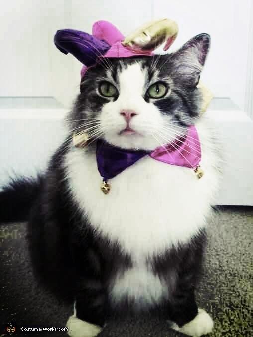 Possibly the world's most humiliating/adorable cat accessory http://t.co/CMNf52Owfi<a href="/tag/disney"class="tags"><span>#disney</span></a><a href="/tag/fonts"class="tags"><span>#fonts</span></a>