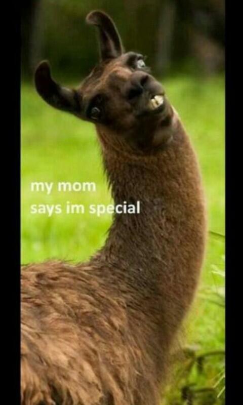 jonge_mark's tweet image. Dit is faal