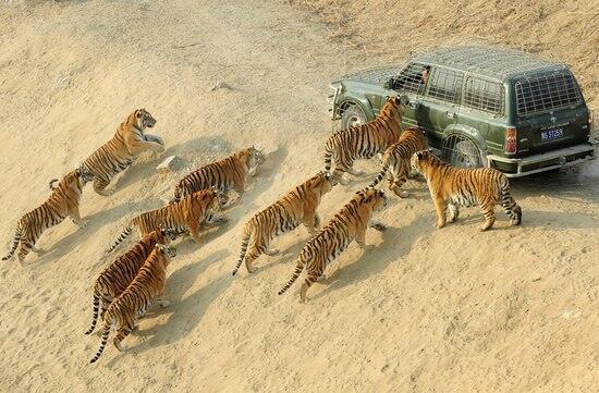 NaturPictures's tweet photo. Intimidación. http://t.co/10hydxl95n
