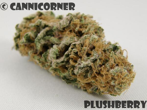 CanniCorner's tweet photo. @Humboldt_Relief @GreenAcresMag @Garden_Nymph @YesonDla Nug love! TGA Genetics: Plush Berry :) http://t.co/ifYRjcRIk3