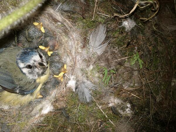 _josephwoodward's tweet image. How awesome is this photo I captured on my phone. It came as a complete surprise to me. #naturephoto