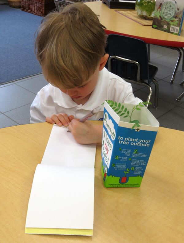 richlandacad's tweet image. PHOTO DAY 62: Drawing the growth of our ‘Honey Locust’ seedlings. #PreKClass #reggioapproach