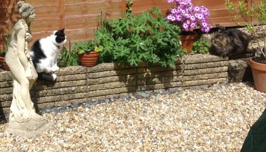 ....yeah, got it at the Chelsea Flower Show.