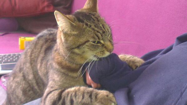 kiediskitten's tweet photo. I bities my daddy. http://t.co/IGbw2MkmmH