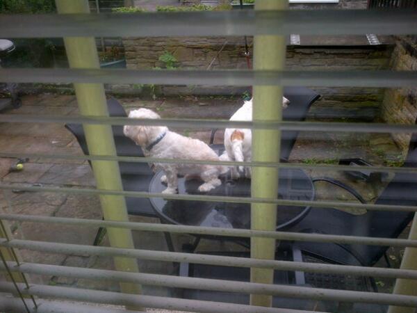 kiweed420's tweet photo. My little dogs exploring the garden http://t.co/XTz8apgv1B