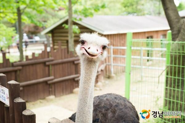 gyeongnamdo's tweet image. 수요일 아침 어떻게 시작하셨나요? 타조의 웃는 얼굴을 보니 따라 웃게 되네요^^ 웃으면서 오늘 하루도 즐겁게 시작하시기 바랍니다~  blog.gsnd.net/140189570820