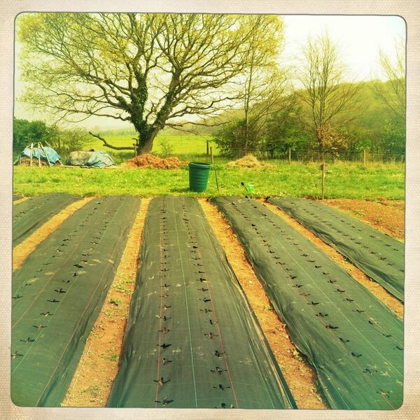 ExeterGrowers's tweet image. Sun was out today getting our field ready come join us #Exeter