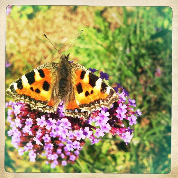 ExeterGrowers's tweet image. Photo from last year on our field another #organic benefit #butterfly #Exeter
