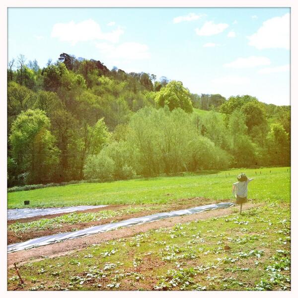 ExeterGrowers's tweet image. Wonderful view from our field #digit #Exeter