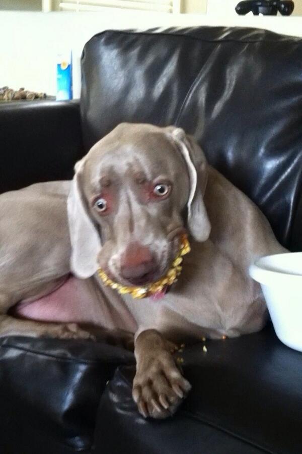 '@ThePoke: This is what happens when your dog gets hold of your toffee popcorn.  (via @RiffRaff41)' @BeckyDamsell