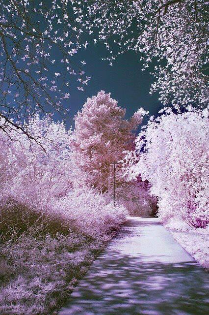 florieJiky's tweet image. Blossom Road~~~ Imagine Walking Through This.... #LikeInAdream