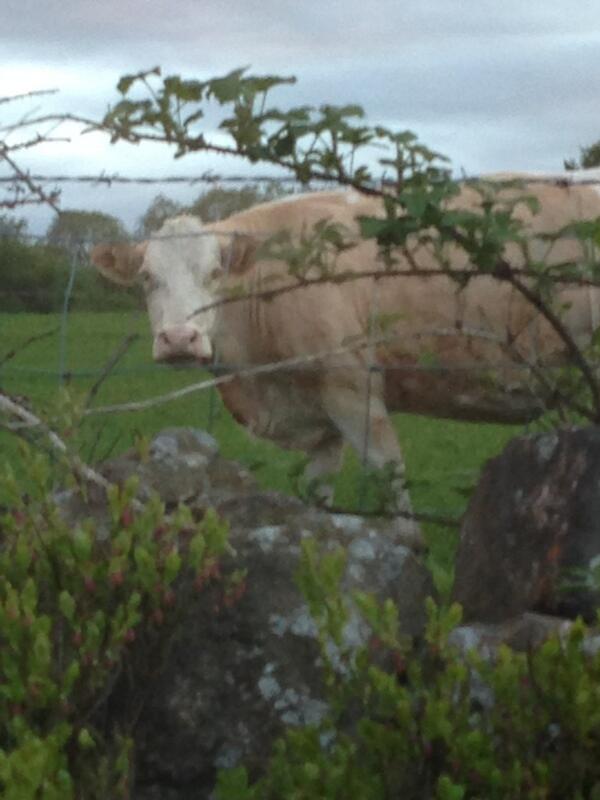 Parky999's tweet image. Sooo looking for the interview place and the sat nav takes us to a farm... #satnavfail