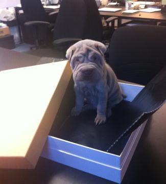 Embedded image permalink