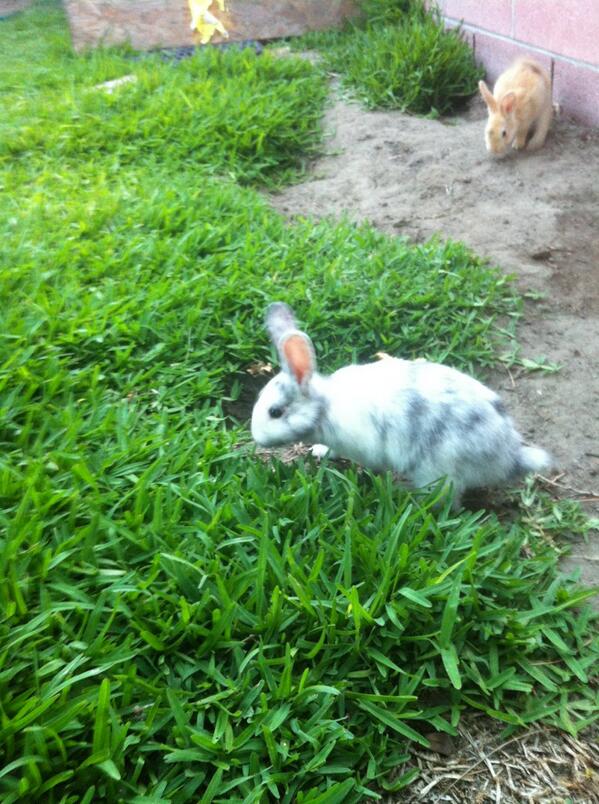 AI_Family's tweet photo. Anyone in Southern California want a bunny?? http://t.co/yFiqt227DP