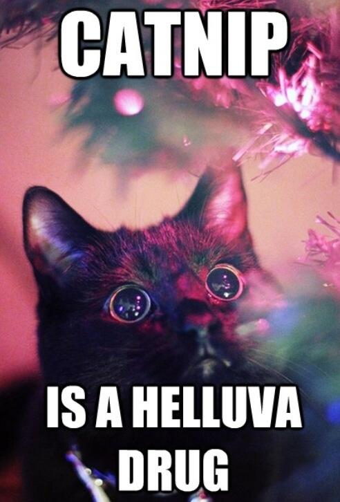 MotherDrunk's tweet photo. My cat is like... 
( @spoiledpuss ) 
#bestfriends http://t.co/wSVSQjRJxJ