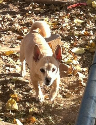 PALSINC's tweet image. In Memory of Cosmo #pets #PALS #memorial #RainbowBridge