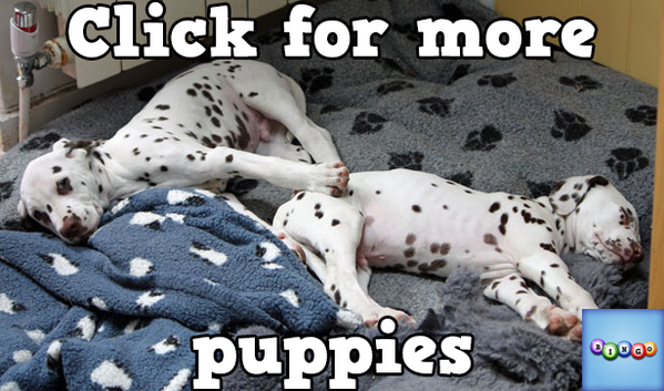 trini_chick4u's tweet photo. Play Bingo with Friends! #ilovebingo #BingoRun http://t.co/UfRrF4IjDI http://t.co/9iEQ801CUX