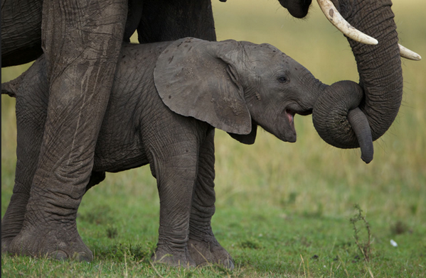 SuzyDallas's tweet photo. She aint heavy ... she's my mother #londonproperty #elephantconservation http://t.co/L3TffdhOzm