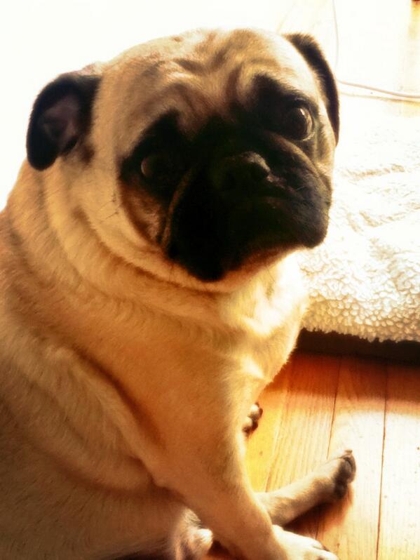 SkylightCowork's tweet photo. Decided today was a #Doggie Day! Dylan the Pug will be here to cheerfully greet you at the door! http://t.co/chKQzrdtDE