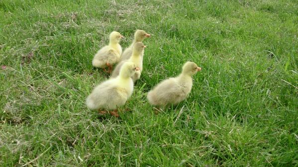 Spring Sprung! RT <a href="/PERRYCOURT_FARM/">PERRY COURT FARM</a>: Look what I found this morning!